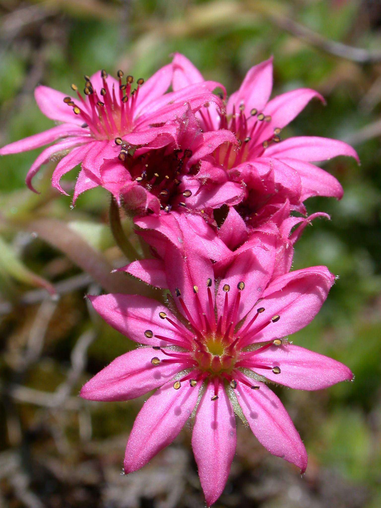 Fiore rosa