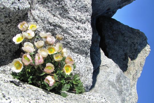 Fiori su un sasso di granito