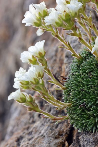 foto saxifraga vandellii