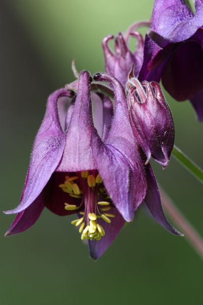 foto fiore aquilegia